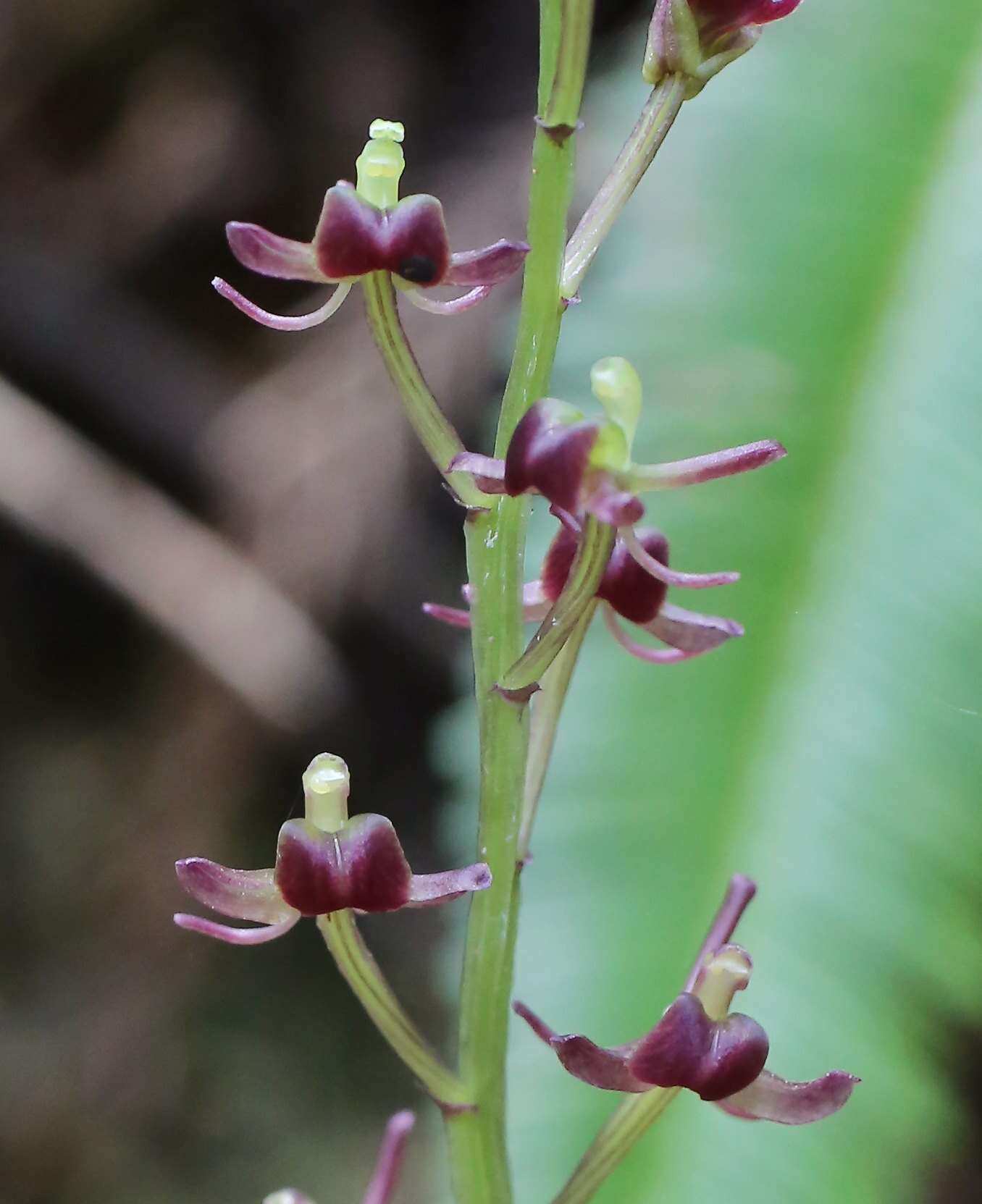 Image of Pantropical Wide-Lip Orchid
