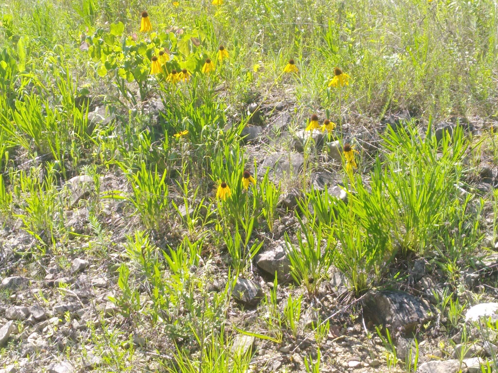 صورة <i>Echinacea <i>paradoxa</i></i> var. paradoxa