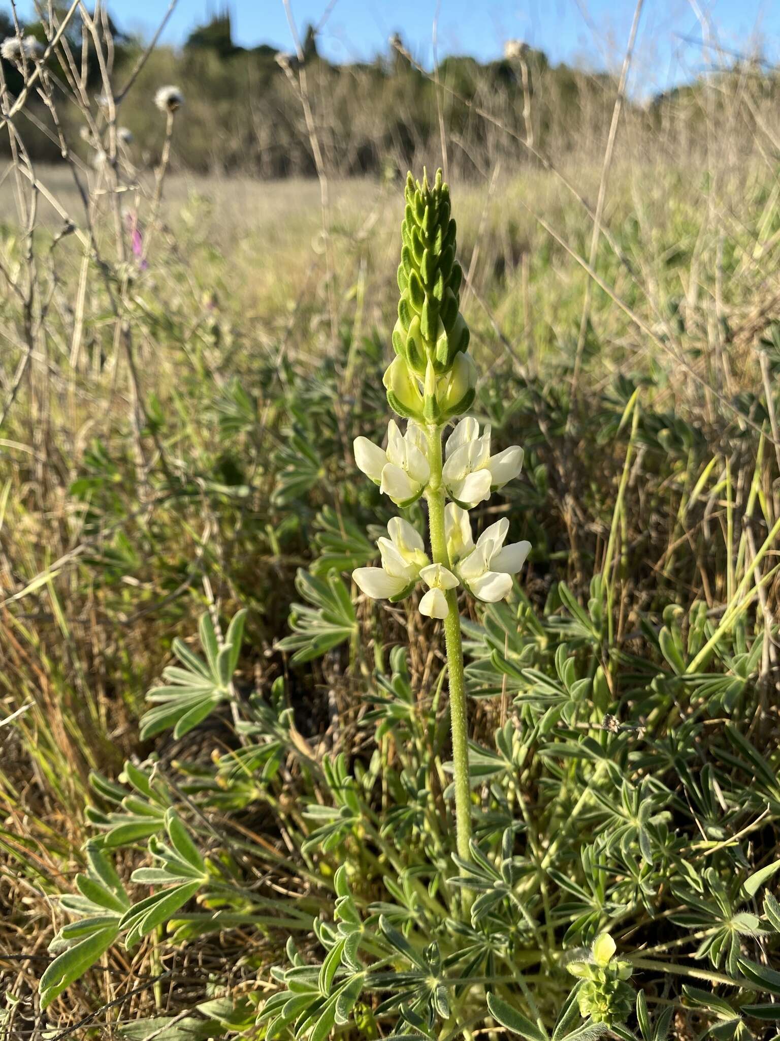 Image of whitewhorl lupine