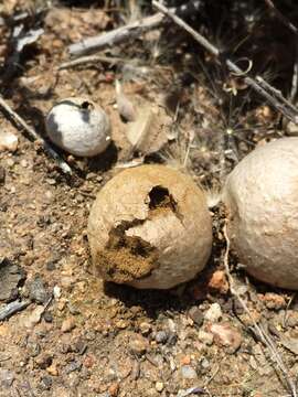 Image of Bovista aestivalis (Bonord.) Demoulin 1979