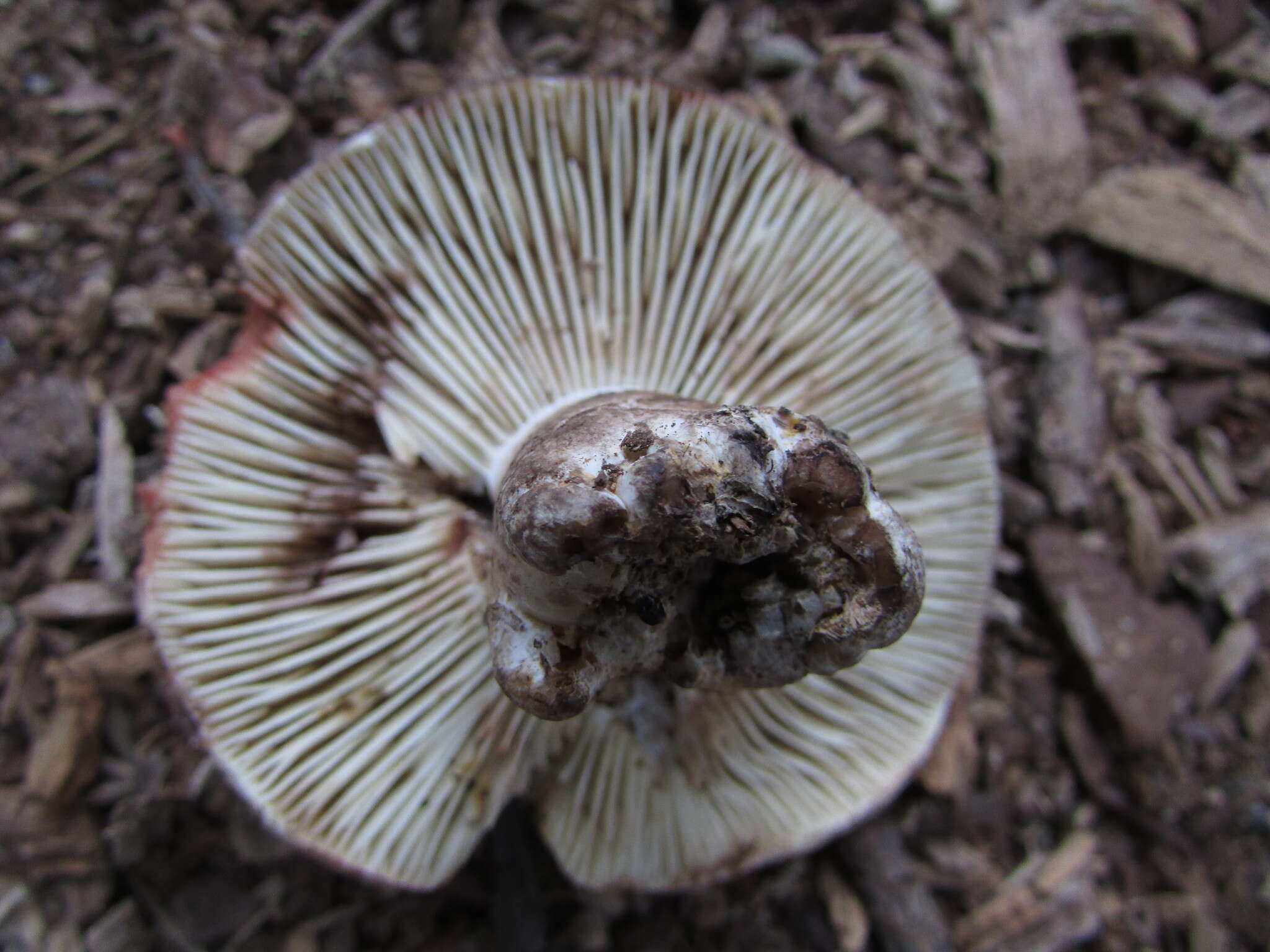 Image of Russula dissimulans Shaffer 1962