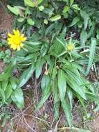 Image of Mt. Diablo helianthella