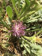 Image of Centaurea pungens Pomel