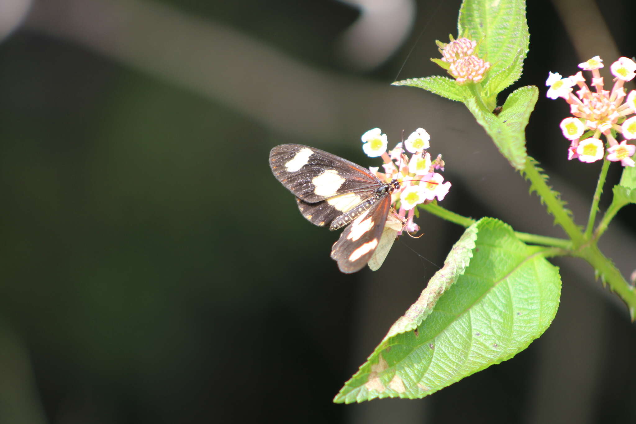 Image of Acraea cabira Hopffer 1855