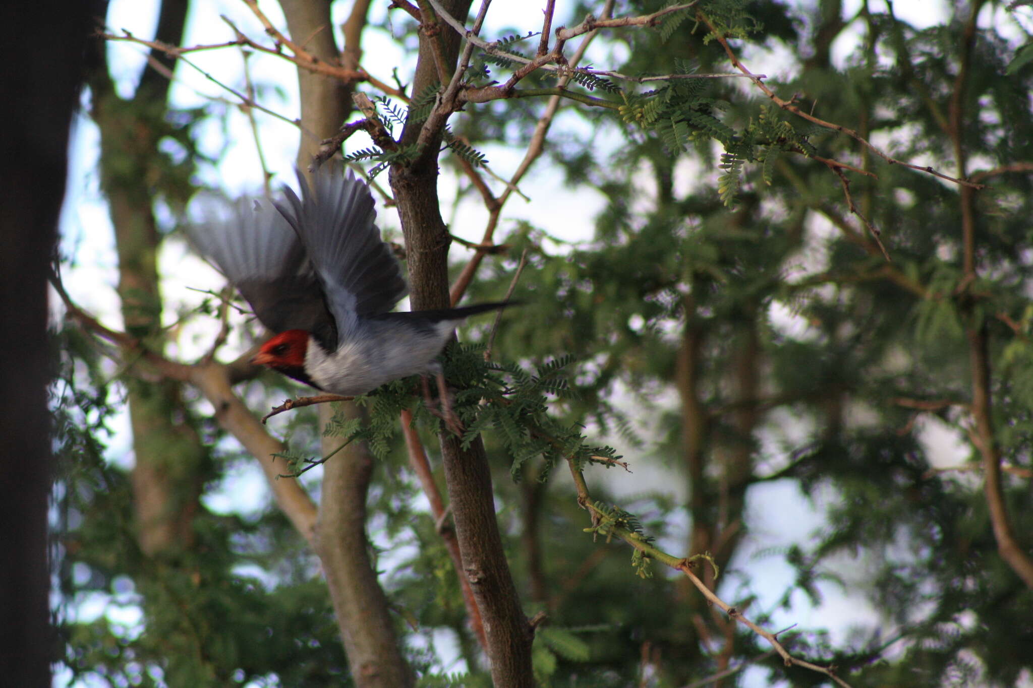 Image of Yellow-billed Cardinal