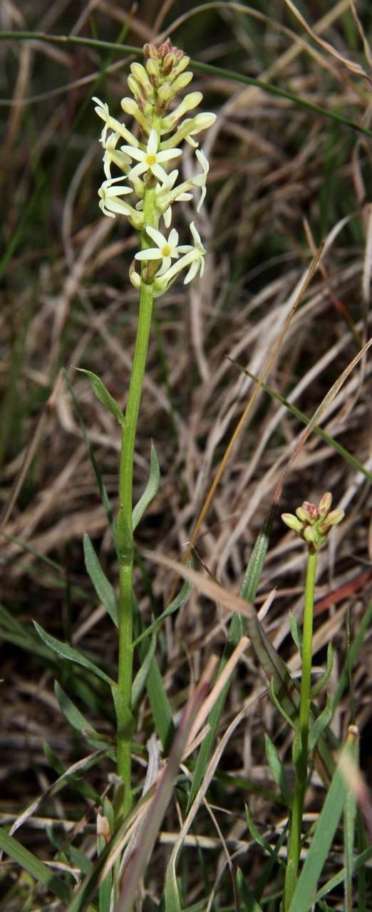 Слика од Stackhousia subterranea W. R. Barker