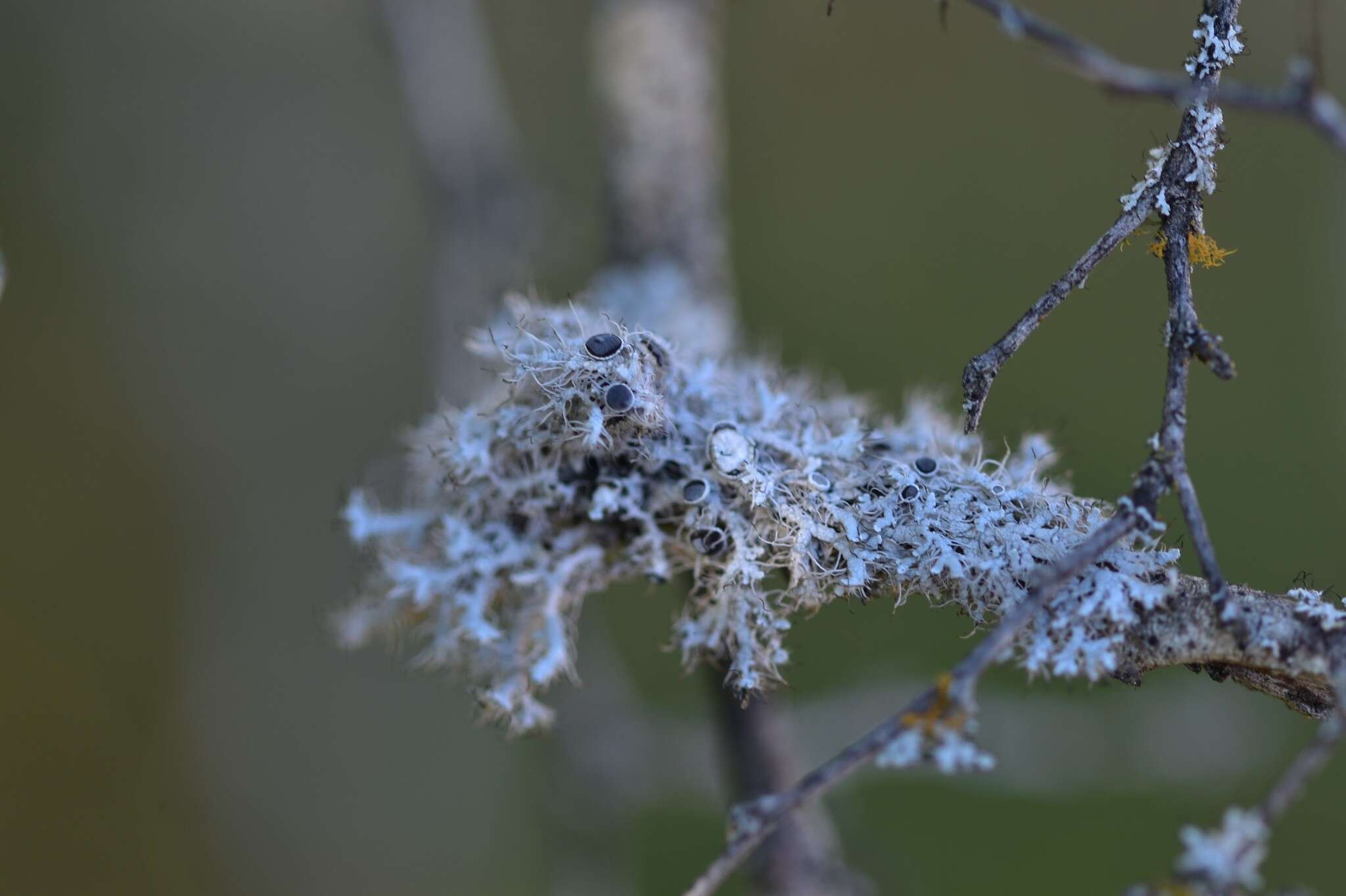 Image of rosette lichen