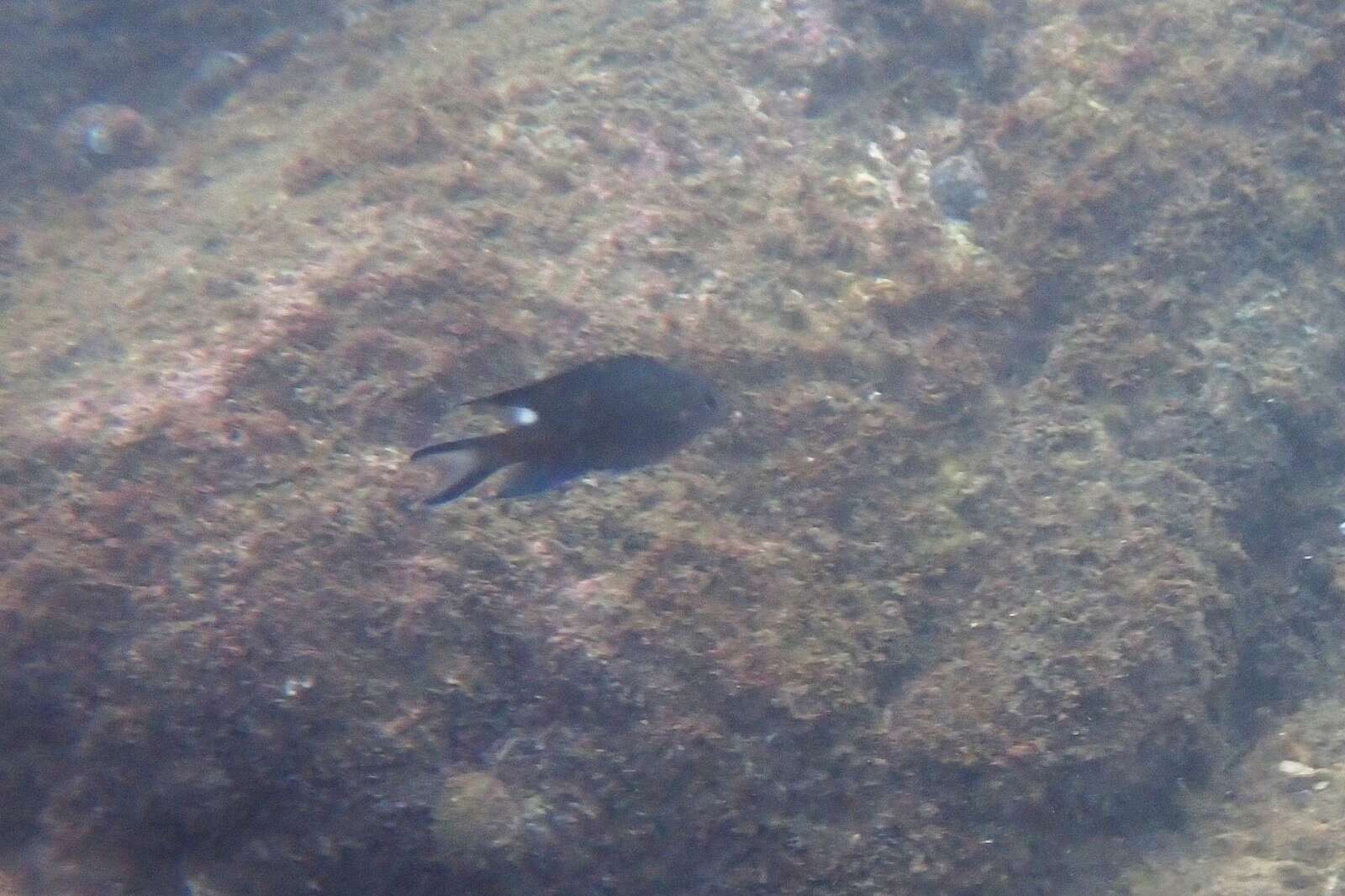 Image of Pearl-spot Chromis