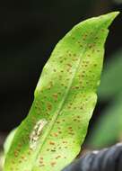 Leptochilus insignis (Bl.) Fraser-Jenk. resmi