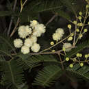 Image of Acacia cangaiensis Tindale & Kodela