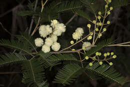 Sivun Acacia cangaiensis Tindale & Kodela kuva