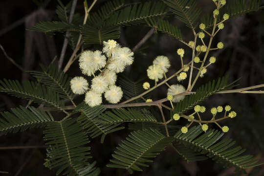 Image of Acacia cangaiensis Tindale & Kodela
