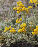 Image of <i>Artemisia <i>potentilloides</i></i> var. potentilloides