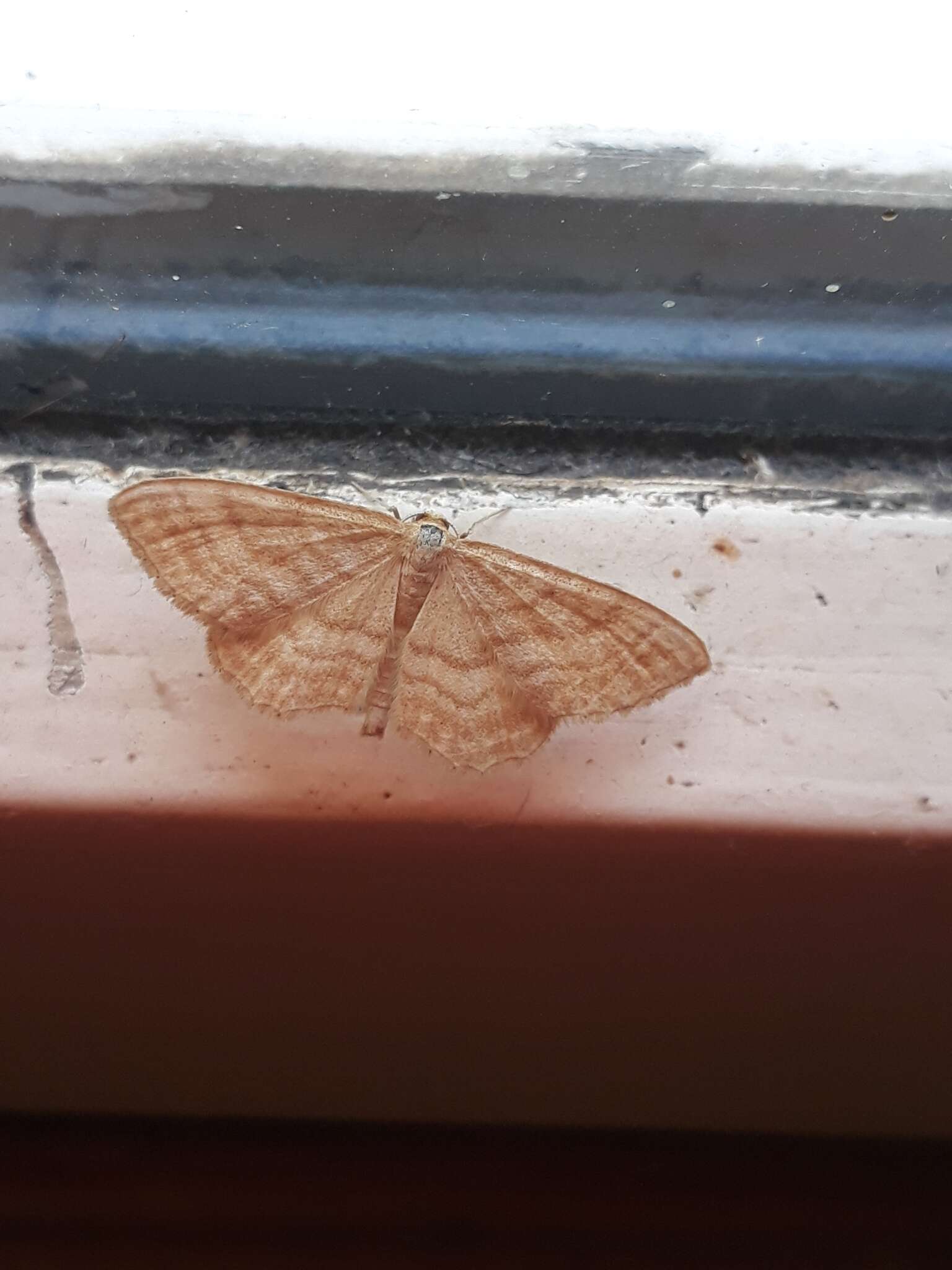 Idaea ochrata Scopoli 1763 resmi