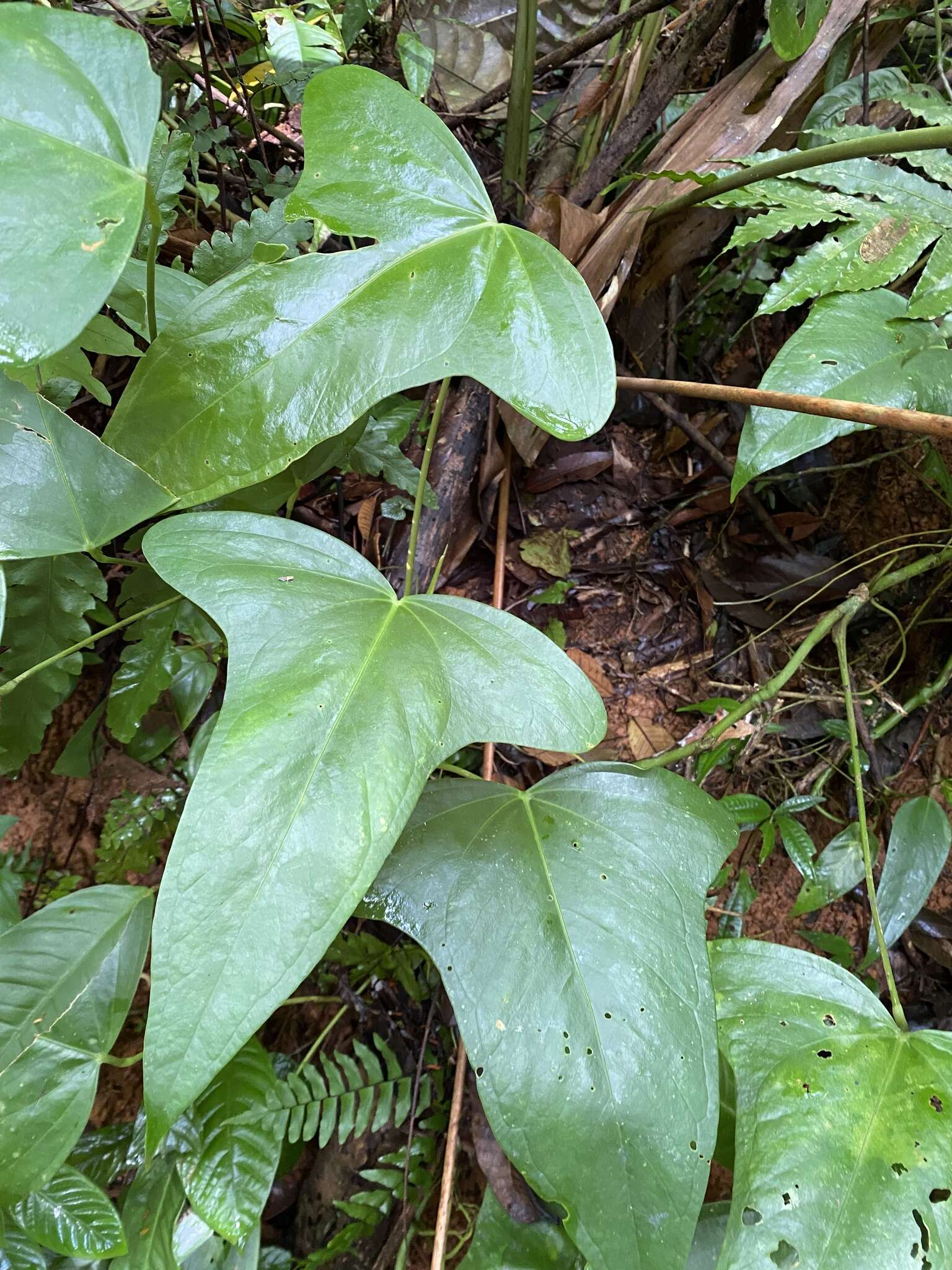 Anthurium subsignatum Schott resmi