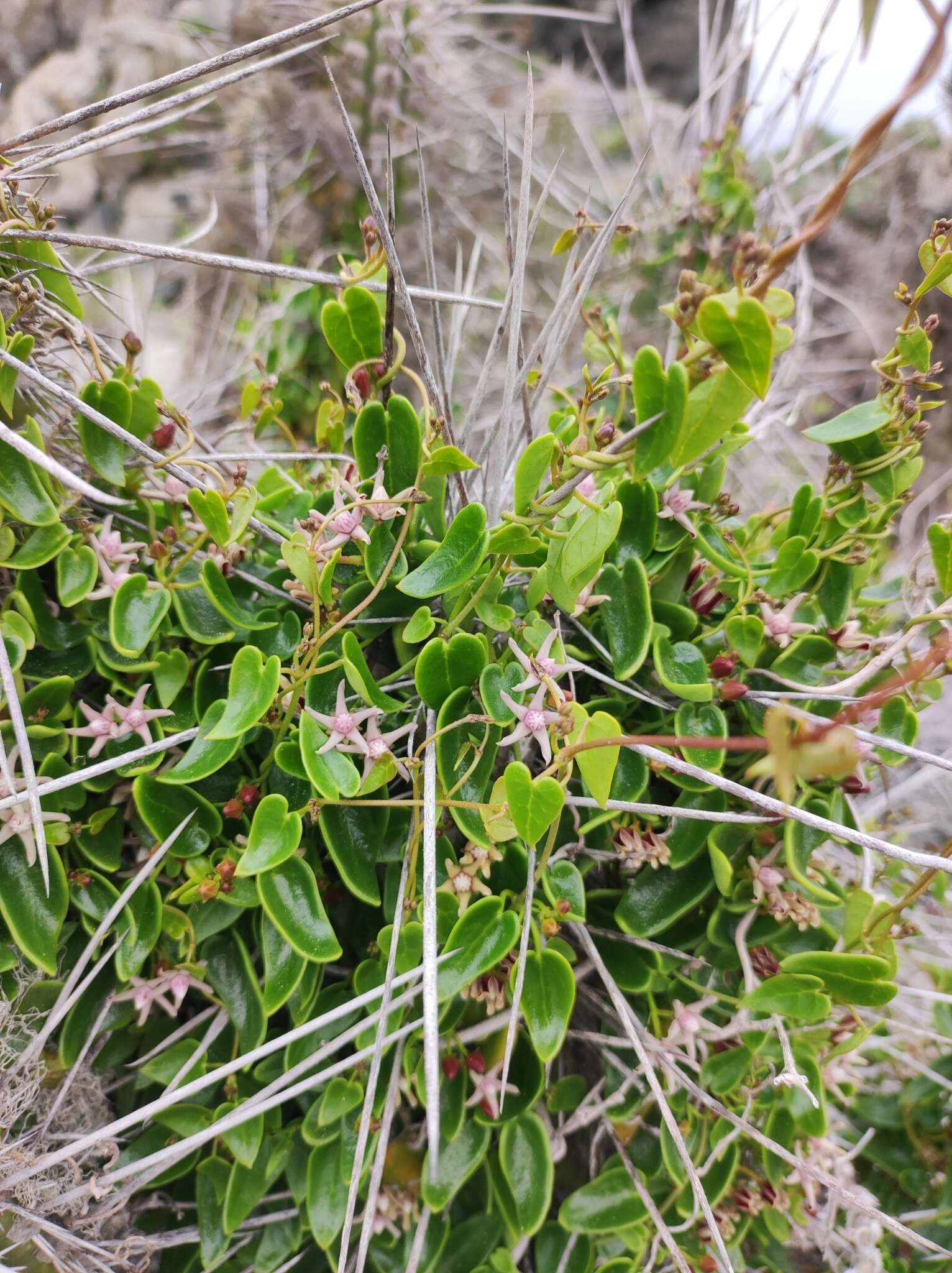 Image of Diplolepis boerhaviifolia (Hook. & Arn.) Liede & Rapini