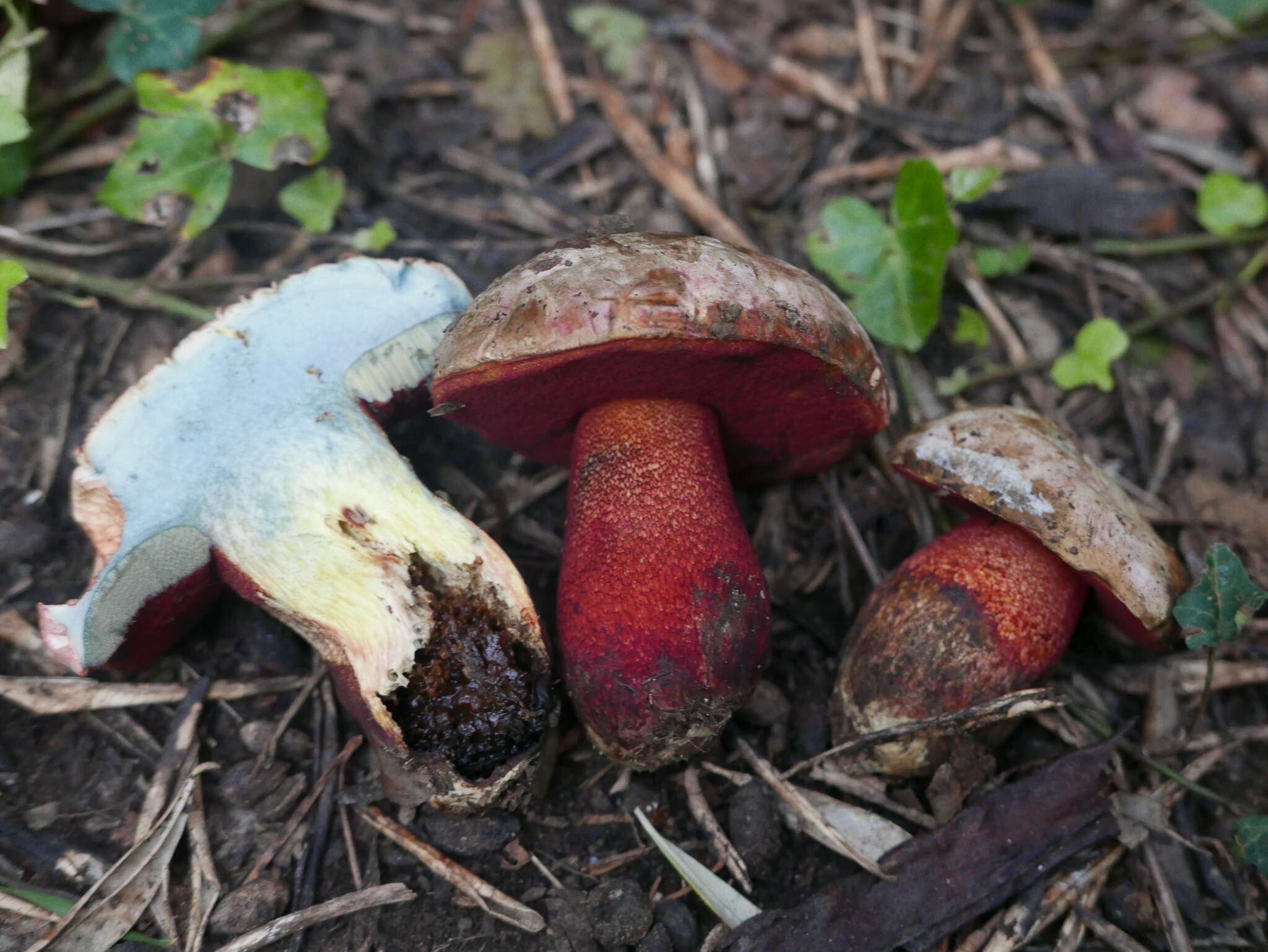 Image of ruddy bolete