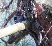 Image of Brown-fronted Woodpecker