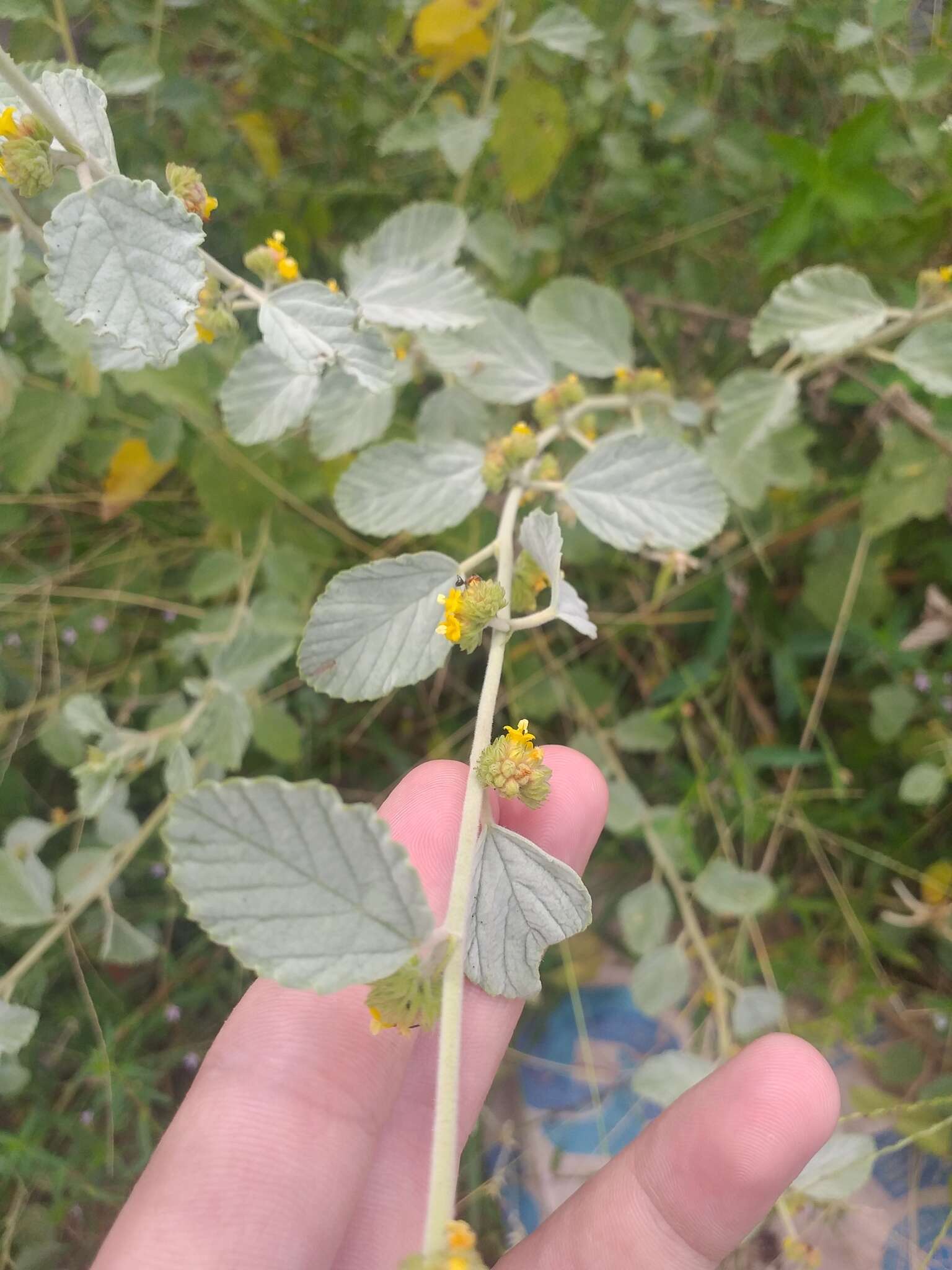 Imagem de Waltheria rotundifolia Schrank