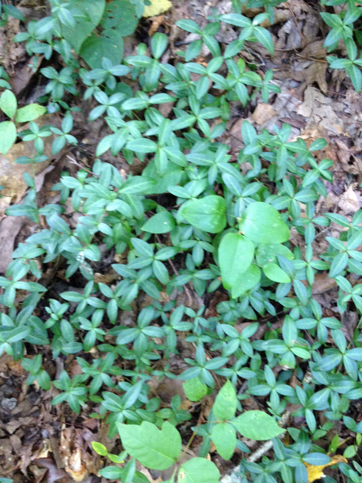 Image of Common Periwinkle