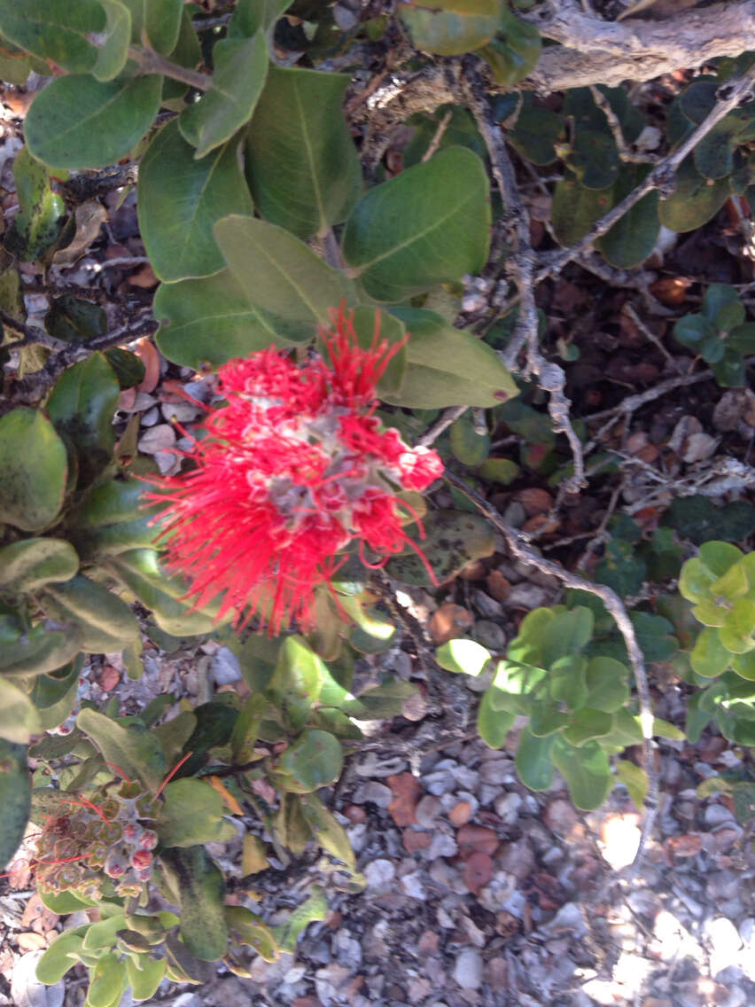 Image of 'ohi'a lehua