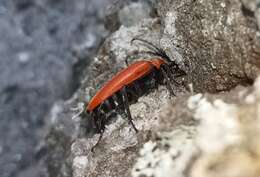 Image of Stictoleptura fontenayi (Mulsant 1839)