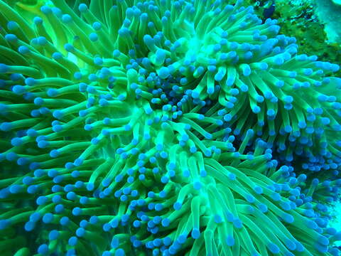 Image of Bulb-Tip Anemone