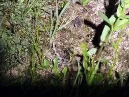 Image of California Chorus Frog