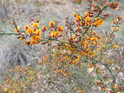 Image of <i>Daviesia ulicifolia</i> subsp. <i>ruscifolia</i>