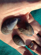 Image of Blue mussel