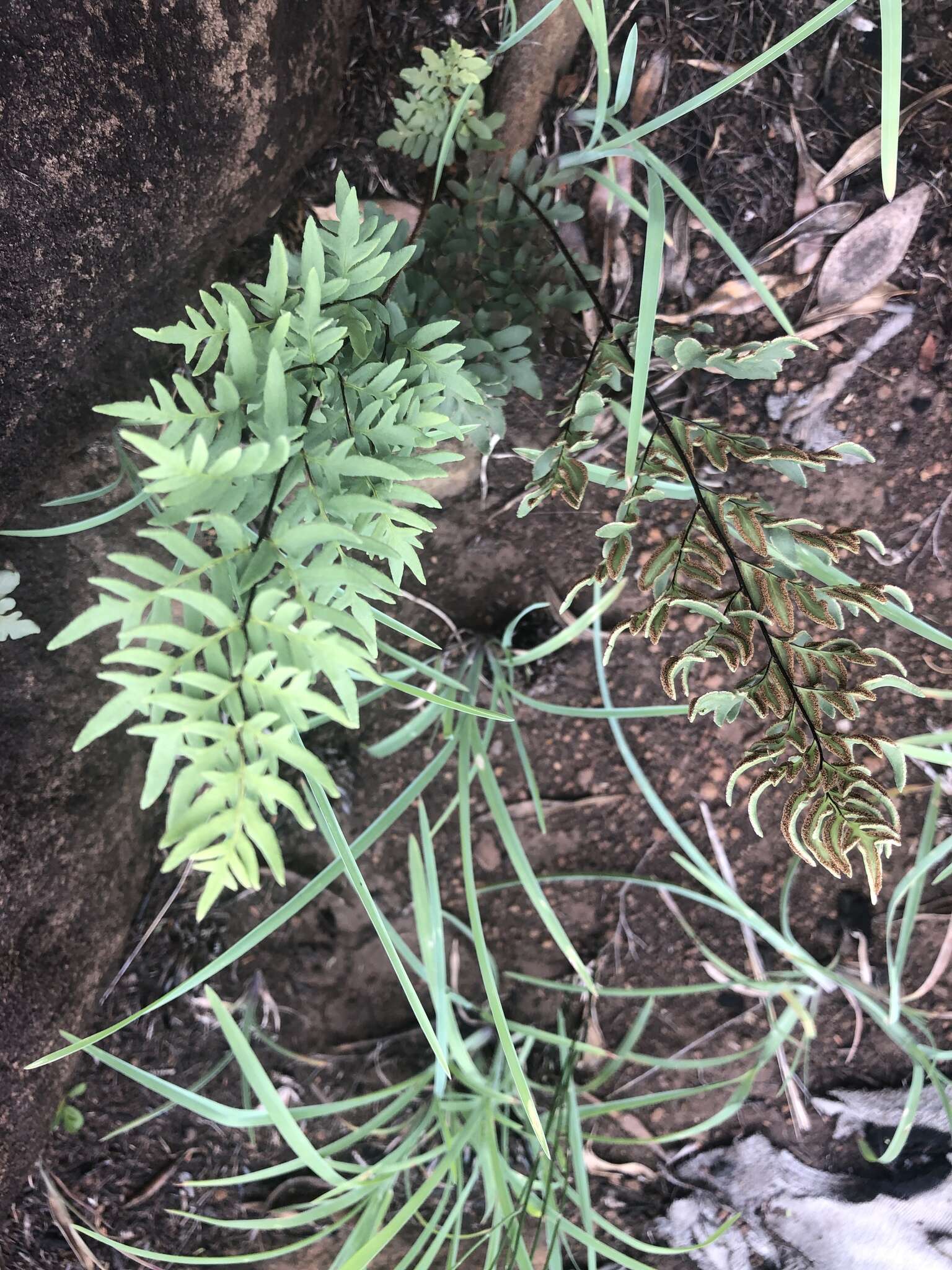 Image of Cheilanthes involuta var. involuta