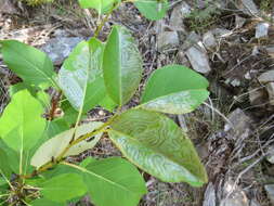 Image of Common Aspen Leaf Miner