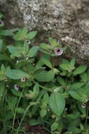 Image of calico monkeyflower