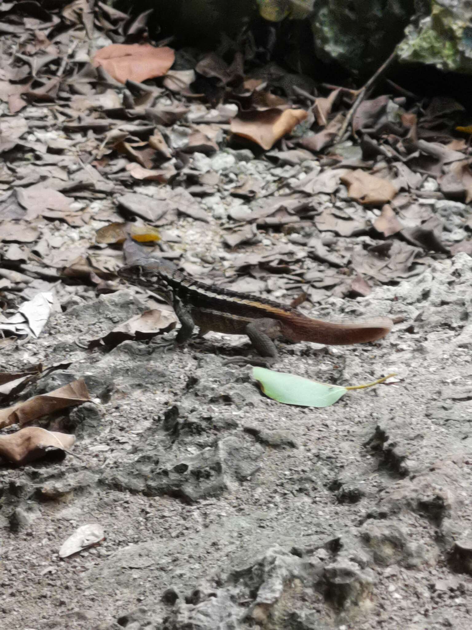 Image of Bastion Cay Curlytail Lizard