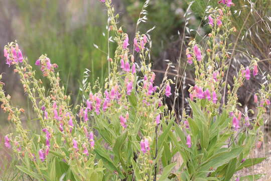 Image of Spanish digitalis