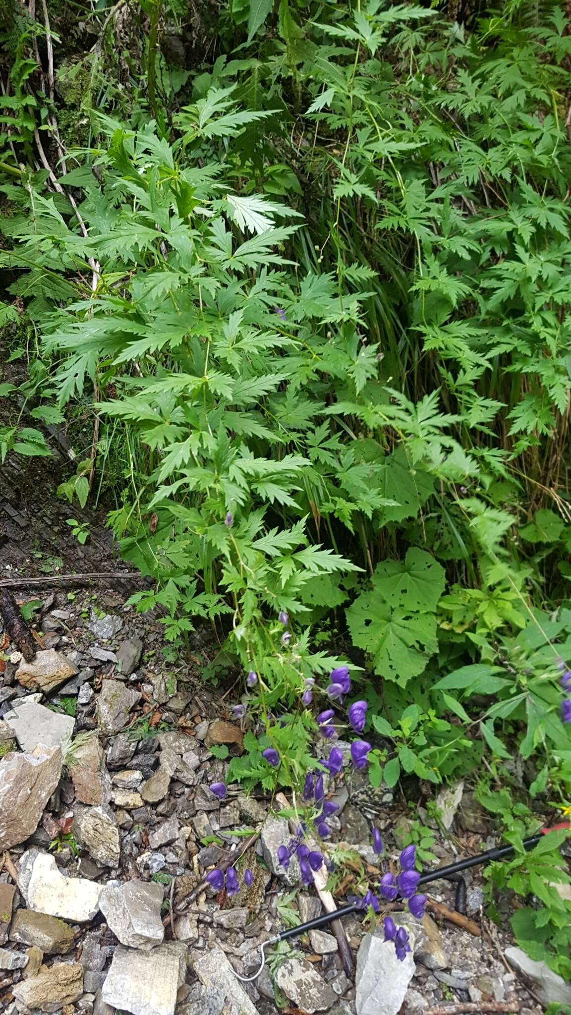 Слика од Aconitum degenii Gayer