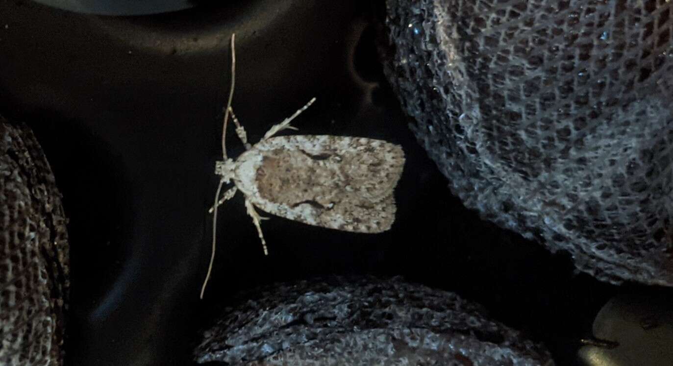 Image of Agonopterix curvilineella Beutenmüller 1889