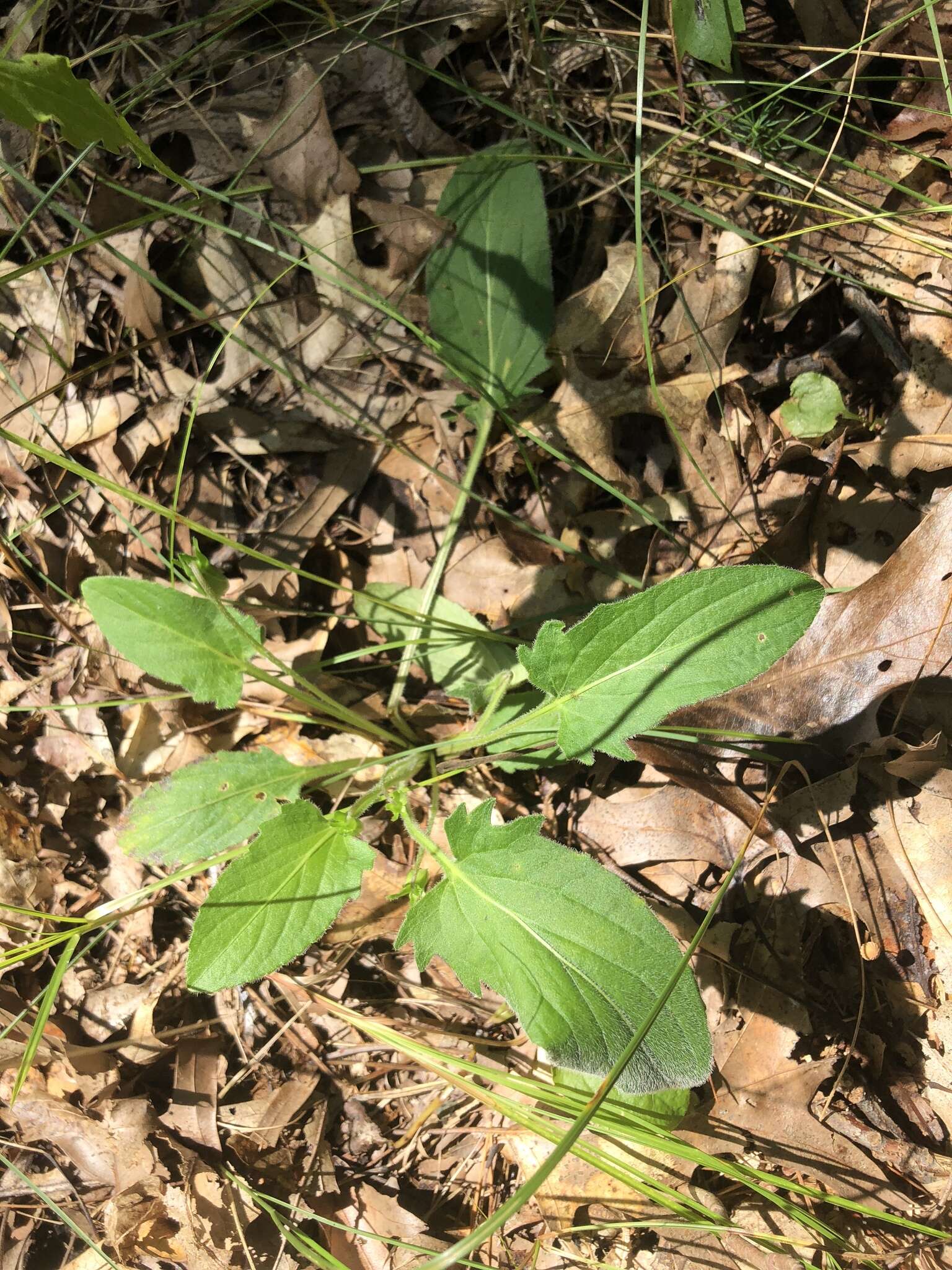 Sivun Viola sagittata var. ovata (Nutt.) Torr. & A. Gray kuva