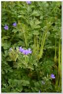 Erodium ciconium (L.) L'Her. resmi