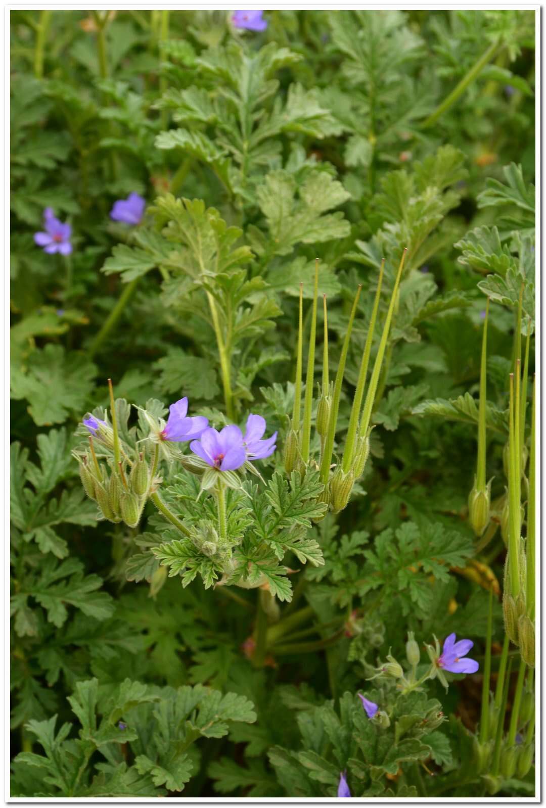 Erodium ciconium (L.) L'Her. resmi