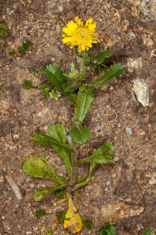 Слика од Coleostephus myconis (L.) Rchb. fil.