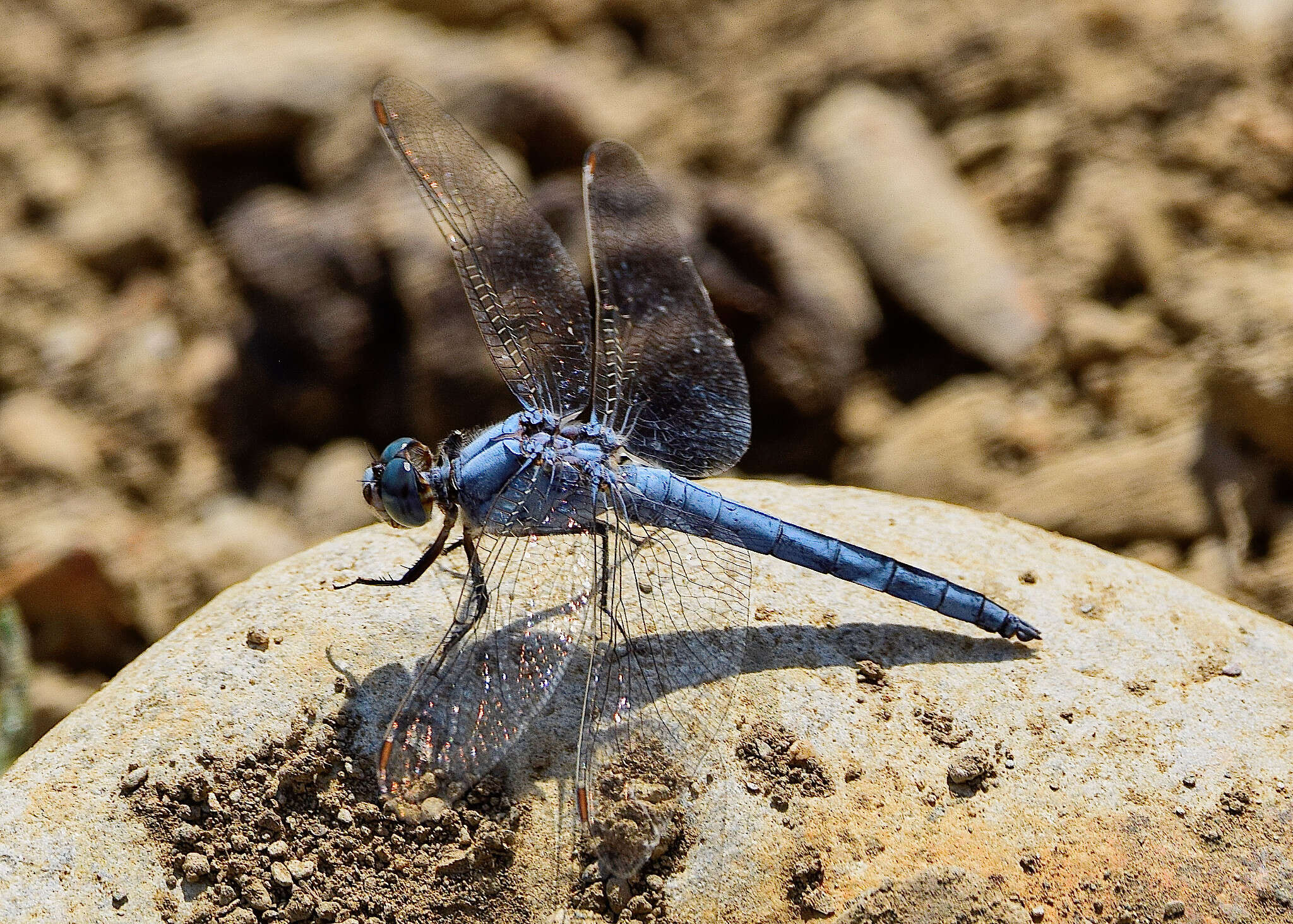 Image of Southern Skimmer