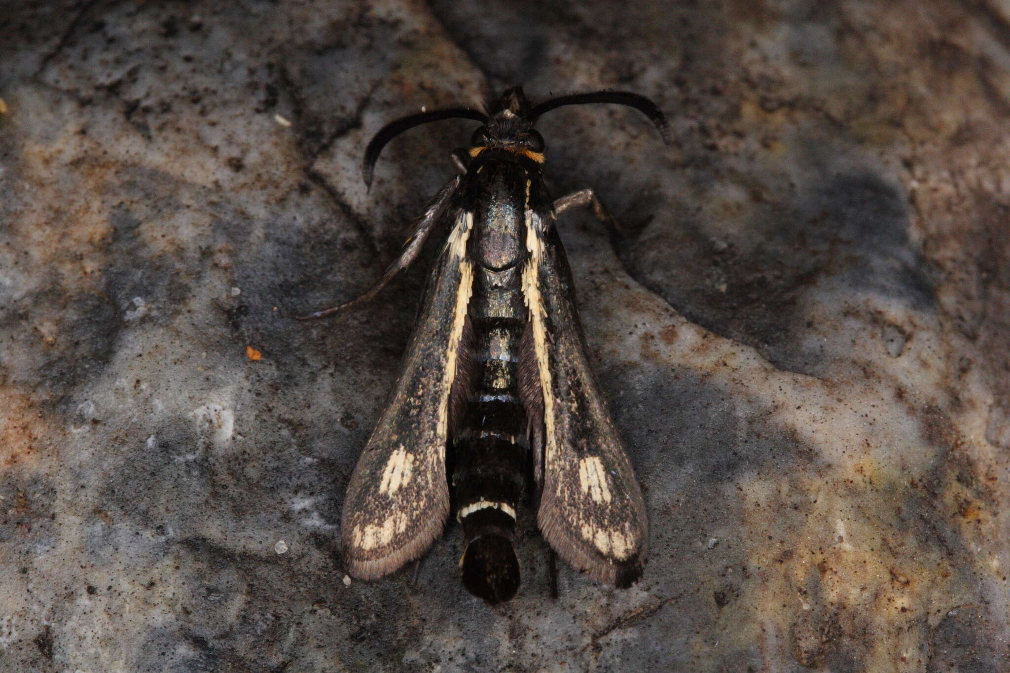 Image of Dipchasphecia iskander