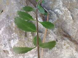 Image of Baccharis-Leaf Beardtongue