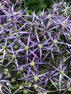 Allium cristophii Trautv. resmi