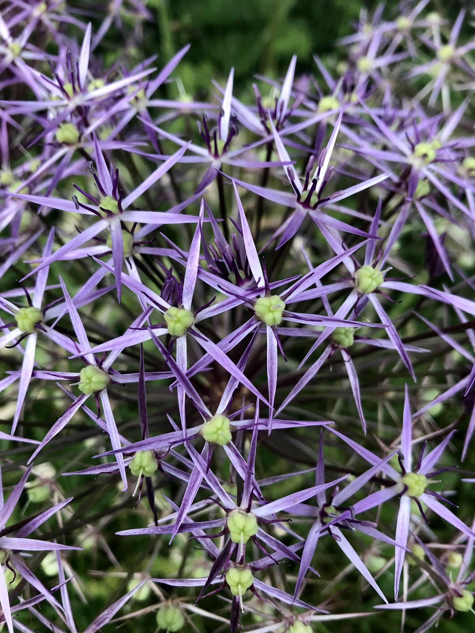 Image of Persian onion