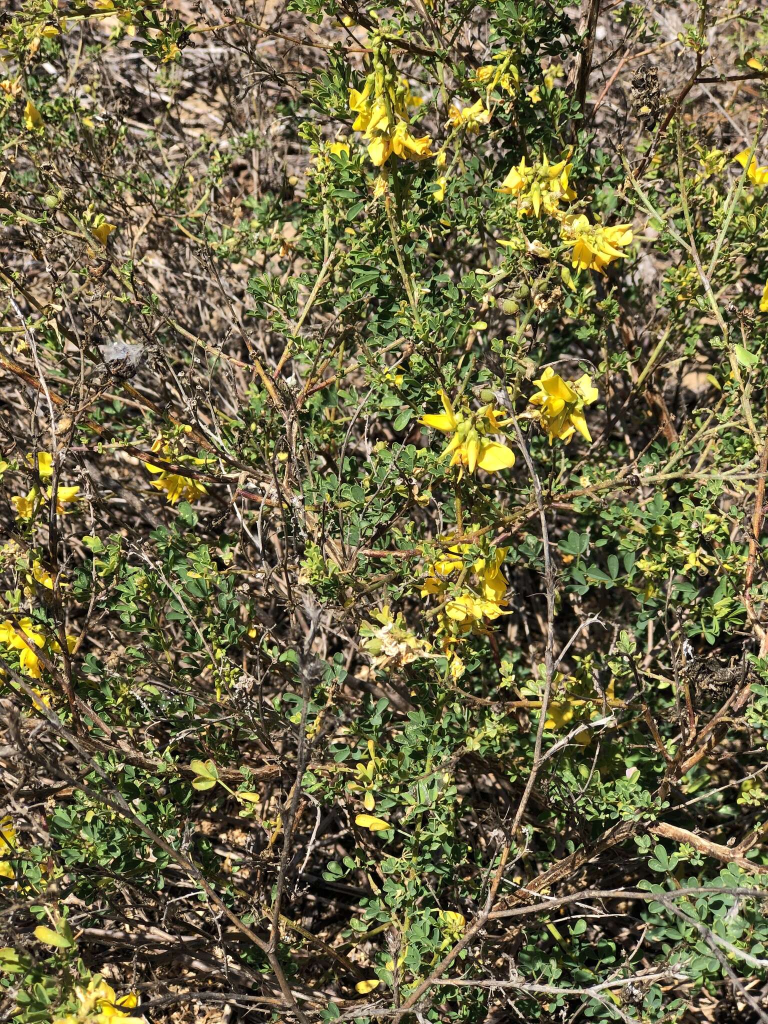 Imagem de Crotalaria medicaginea Lam.