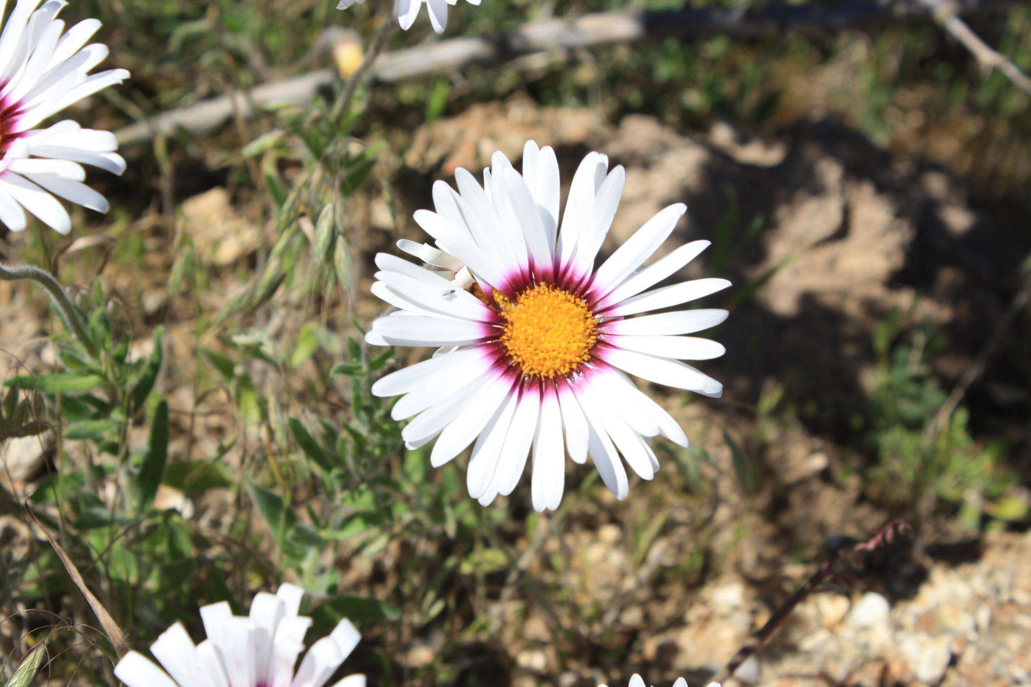 Image de Felicia elongata (Thunb.) O. Hoffm. ex A. Zahlbr.