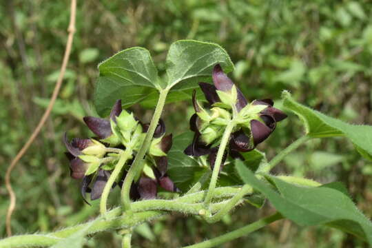 Image of Matelea tristiflora (Standl.) R. E. Woodson