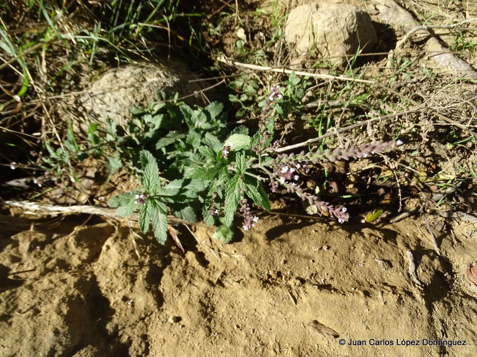 Image of Carolina vervain